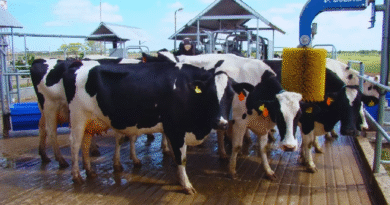 Con robótica, los tambos triplican la productividad y la eficiencia