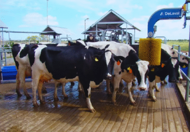 Con robótica, los tambos triplican la productividad y la eficiencia