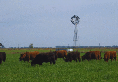 La carne de sistemas pastoriles se destaca por su valor nutricional