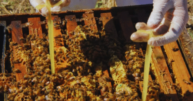 Pautas para asegurar colmenas fuertes en la próxima campaña