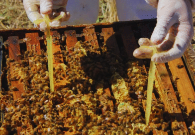 Pautas para asegurar colmenas fuertes en la próxima campaña