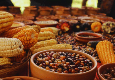 Buscan conservar variedades criollas y nativas para preservar la diversidad genética
