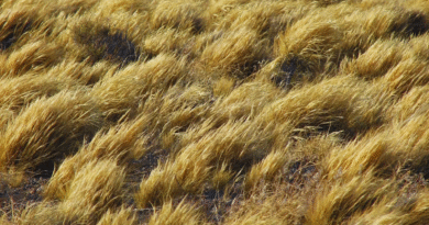 Actualizan el mapa global de pastizales a partir del mapeo satelital