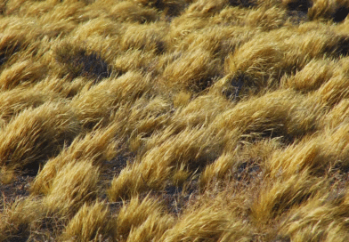 Actualizan el mapa global de pastizales a partir del mapeo satelital