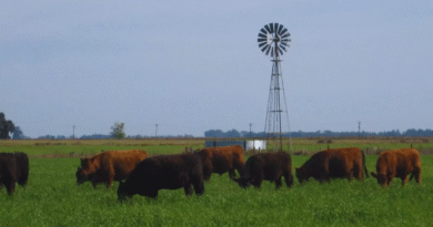 La carne de sistemas pastoriles se destaca por su valor nutricional