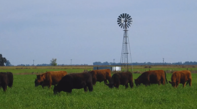 La carne de sistemas pastoriles se destaca por su valor nutricional La carne de sistemas pastoriles se destaca por su valor nutricional