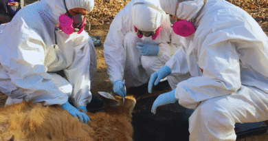 Detectan una bacteria transmitida por garrapatas en fauna silvestre