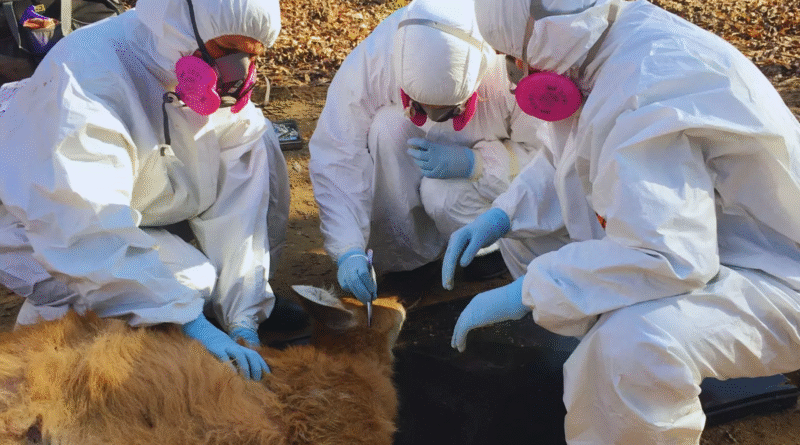 Detectan una bacteria transmitida por garrapatas en fauna silvestre