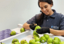 La Unidad Entomológica de Centenario amplía servicios de certificación a nuevos mercados de exportación.