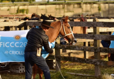 Certificación sanitaria de 62 caballos criollos que participaron de la Expo FICCC 2026 en Uruguay