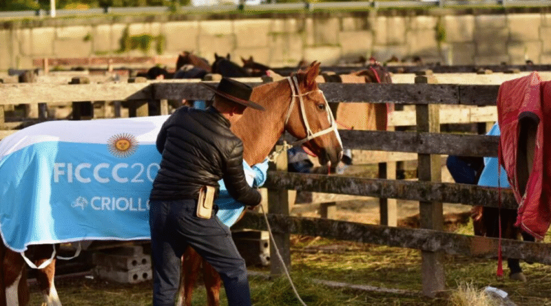 Certificación sanitaria de 62 caballos criollos que participaron de la Expo FICCC 2026 en Uruguay