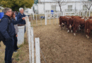 Más de 1300 animales participaron de la Fiesta Provincial del Ternero en Choele Choel