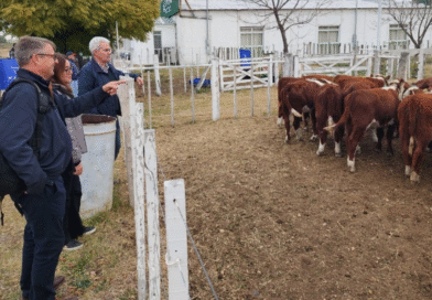 Más de 1300 animales participaron de la Fiesta Provincial del Ternero en Choele Choel Más de 1300 animales participaron de la Fiesta Provincial del Ternero en Choele Choel
