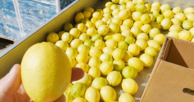 Certificación de 27 mil toneladas de limones exportados a la UE, EE.UU, Rusia, Canadá y Reino Unido