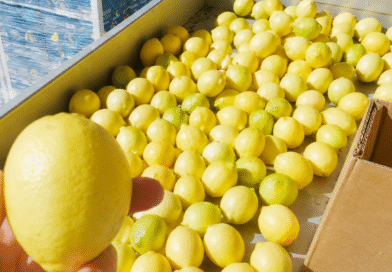 Certificación de 27 mil toneladas de limones exportados a la UE, EE.UU, Rusia, Canadá y Reino Unido Certificación de 27 mil toneladas de limones exportados a la UE, EE.UU, Rusia, Canadá y Reino Unido