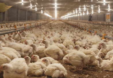 Bioseguridad: La primera barrera de prevención contra la influenza aviar en granjas comerciales