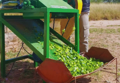 Desarrollan una máquina picadora para mejorar la alimentación ganadera en ambientes áridos Desarrollan una máquina picadora para mejorar la alimentación ganadera en ambientes áridos