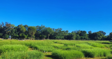Diversificar la base forrajera para mejorar la producción ganadera