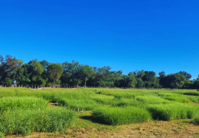 Diversificar la base forrajera para mejorar la producción ganadera