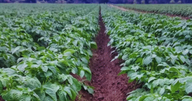 Evalúan el uso de biofertilizantes en el cultivo de papa