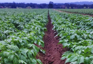 Evalúan el uso de biofertilizantes en el cultivo de papa Evalúan el uso de biofertilizantes en el cultivo de papa
