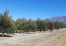 Olivo: mejoran la eficiencia del riego en plantaciones superintensivas