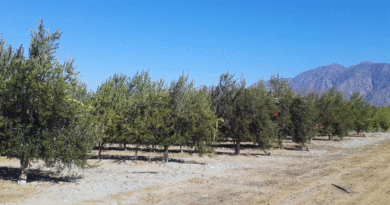 Olivo: mejoran la eficiencia del riego en plantaciones superintensivas Olivo: mejoran la eficiencia del riego en plantaciones superintensivas