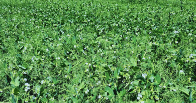 Planificar la fertilización, clave para mantener la productividad