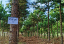 El INTA maximiza la productividad de pinos en Misiones