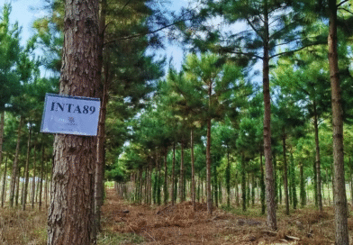 El INTA maximiza la productividad de pinos en Misiones El INTA maximiza la productividad de pinos en Misiones