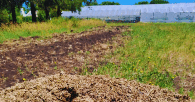 Optimizan el compostaje para uso agronómico