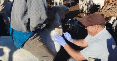 Tareas sanitarias para el relevamiento de brucelosis en rodeos caprinos