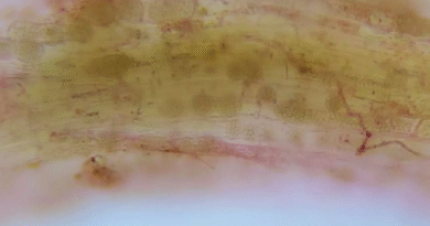 Identifican el virus del mosaico necrótico del arroz