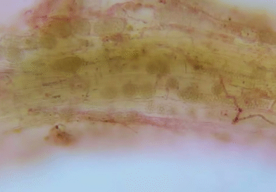 Identifican el virus del mosaico necrótico del arroz