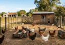 Prevención de influenza aviar: Claves sanitarias para la crianza de aves de traspatio