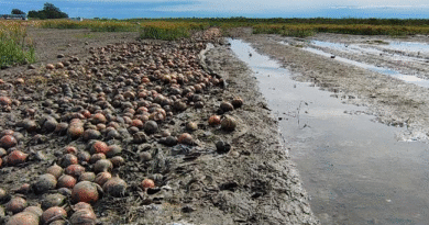 INTA H. Ascasubi publica: Monitoreo de cebollas en pila. (lotes afectados por precipitaciones 31-03-2026)
