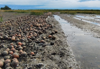 INTA H. Ascasubi publica: Monitoreo de cebollas en pila. (lotes afectados por precipitaciones 31-03-2026)