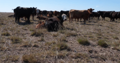 Sistema de cría bovina sobre pastizales y pasturas perennes en Villarino norte. Unidad demostrativa del productor Miguel Munz y familia. Sistema de cría bovina sobre pastizales y pasturas perennes en Villarino norte. Unidad demostrativa del productor Miguel Munz y familia.