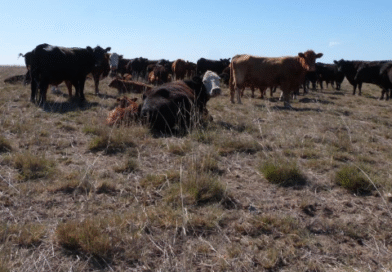 Sistema de cría bovina sobre pastizales y pasturas perennes en Villarino norte. Unidad demostrativa del productor Miguel Munz y familia. Sistema de cría bovina sobre pastizales y pasturas perennes en Villarino norte. Unidad demostrativa del productor Miguel Munz y familia.