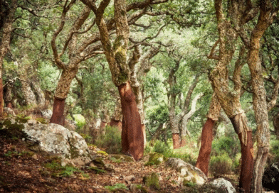 El increíble camino del corcho de vino: cómo llega a la botella y por qué vale la pena reutilizarlo en el jardín El increíble camino del corcho de vino: cómo llega a la botella y por qué vale la pena reutilizarlo en el jardín