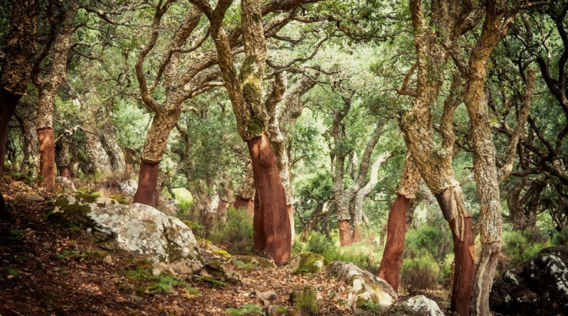 El increíble camino del corcho de vino: cómo llega a la botella y por qué vale la pena reutilizarlo en el jardín El increíble camino del corcho de vino: cómo llega a la botella y por qué vale la pena reutilizarlo en el jardín