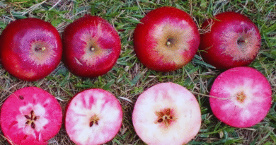 Evalúan el comportamiento productivo de manzanas de pulpa roja en el Alto Valle Evalúan el comportamiento productivo de manzanas de pulpa roja en el Alto Valle