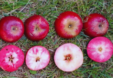 Evalúan el comportamiento productivo de manzanas de pulpa roja en el Alto Valle Evalúan el comportamiento productivo de manzanas de pulpa roja en el Alto Valle