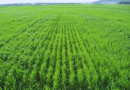 La nutrición impacta en el rendimiento y en la calidad del grano