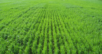 La nutrición impacta en el rendimiento y en la calidad del grano