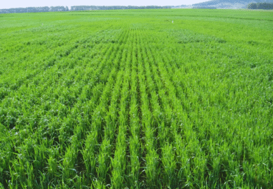 La nutrición impacta en el rendimiento y en la calidad del grano