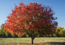 Cien años de color: el árbol que cautiva miradas en otoño.