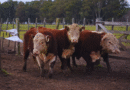 Toros Hereford a prueba: evalúan su desempeño en sistemas pastoriles