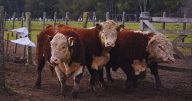 Toros Hereford a prueba: evalúan su desempeño en sistemas pastoriles