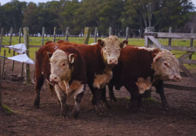 Toros Hereford a prueba: evalúan su desempeño en sistemas pastoriles